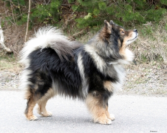 Finsk lapphund