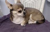 chihuahua Sulo