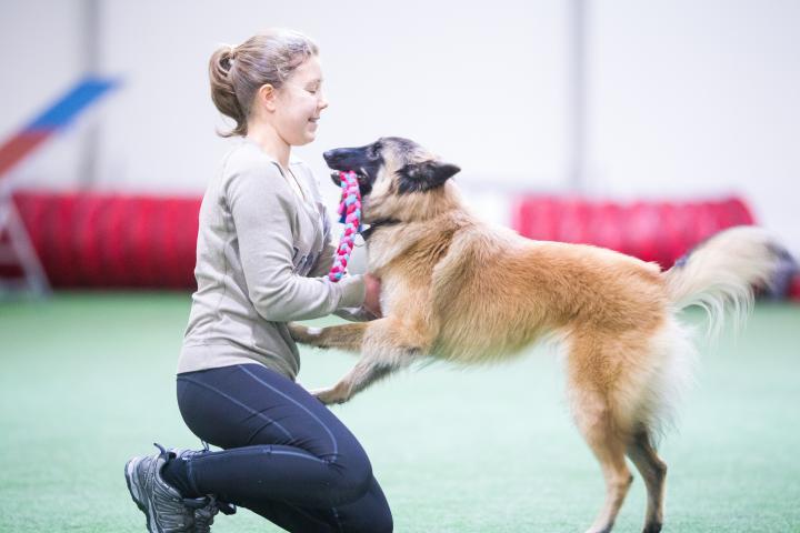 Tyttö ja belgianpaimenkoira