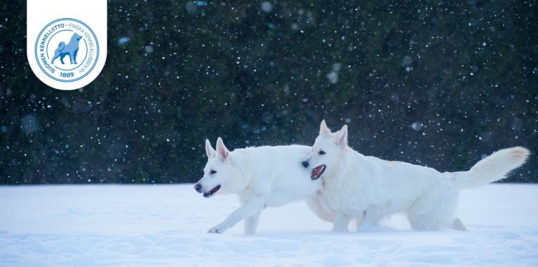 Koirat juoksevat lumessa