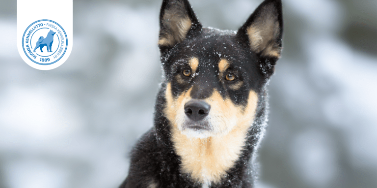 Lapinporokoira ja lumisade