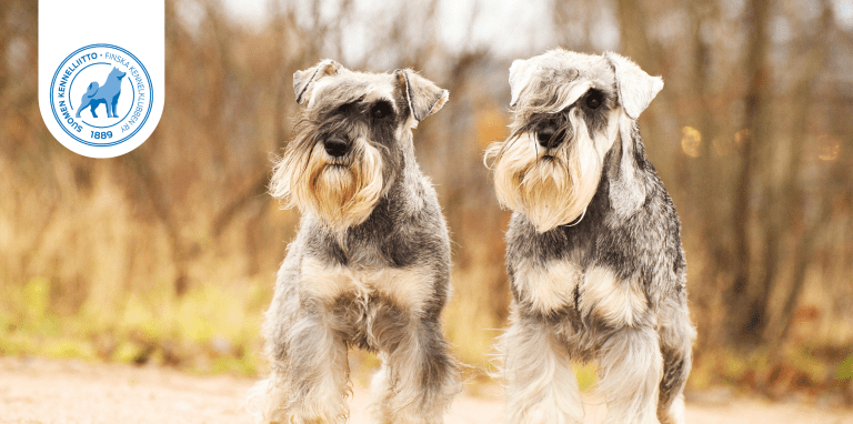 Kaksi kääpiösnautseria kevätsäällä