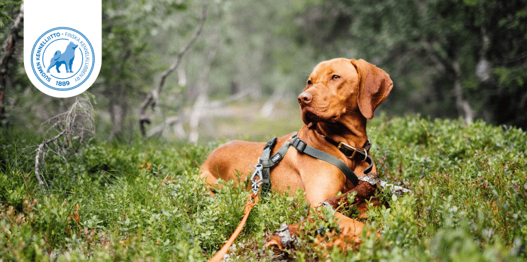 Unkarinvizla metsässä