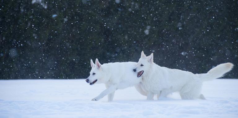 Valkoisetpaimenkoirat 1800 x 896_Aino Pikkusaari