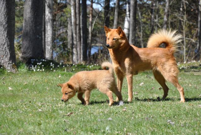 pystykorva äiti ja poika