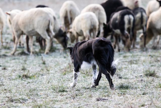 Bordercollie paimentaa