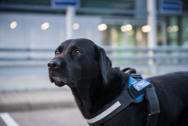 Labradorinnoutaja tullikoira Massi