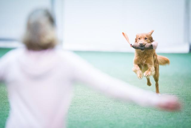 Koira juoksee tytön luo
