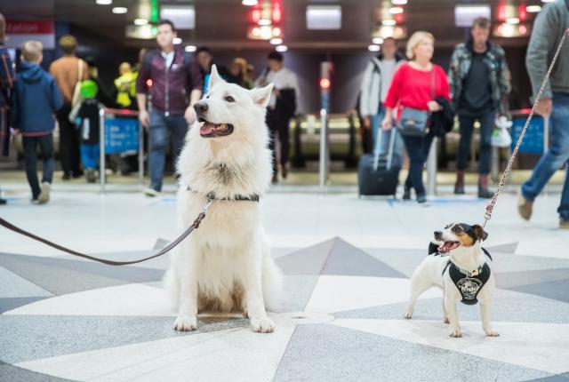 Koirat Asematunnellissa_JukkaPätynen