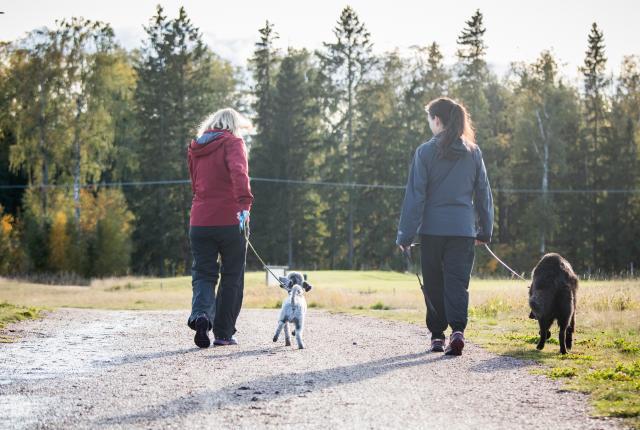 Iso ja pieni koira lenkillä omistajiensa kanssa