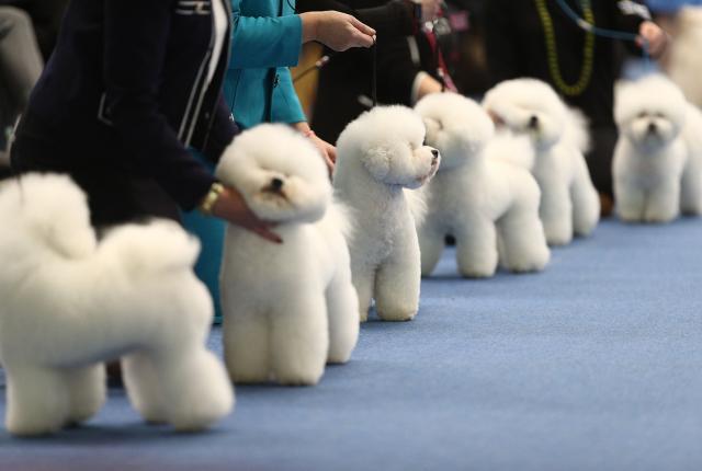 bichon friseitä koiranäyttelyssä