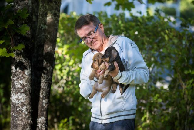 Kasvattaja mäyräkoiranpentujen kanssa