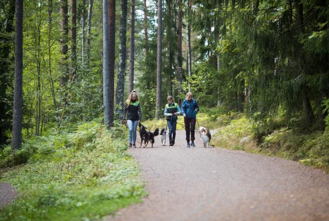 Nuret kävelevät metsässä koirien kanssa