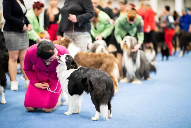 Bordercollie ja handleri