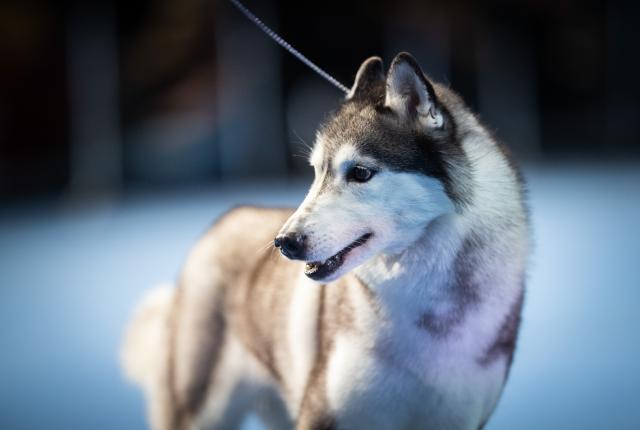 Siperianhusky kehässä