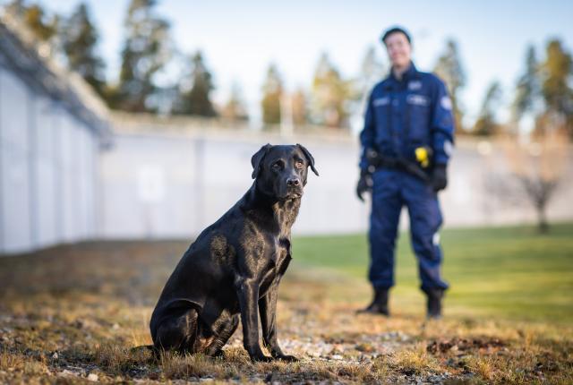 Vuoden vankilakoira 2024 Kira
