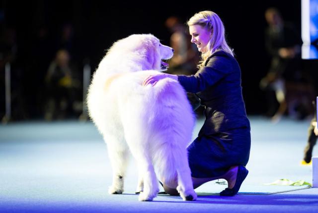 Koirakko Voittajan 2024 ryhmäkilpailuissa