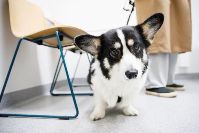 Corgi eläinlääkärissä