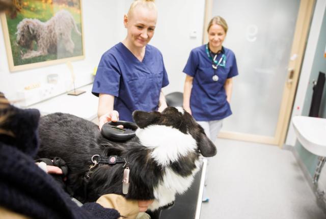 Tunnistusmerkinnän luenta koiralle