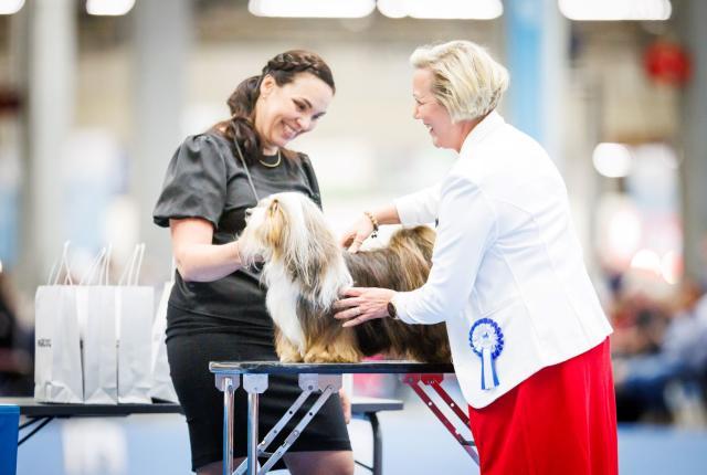 Ulkomuototuomari arvostelee koiraa näyttelyissä