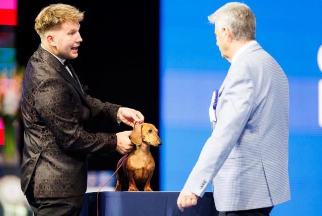 Ulkomuototuomari arvostelemassa mäyräkoiraa