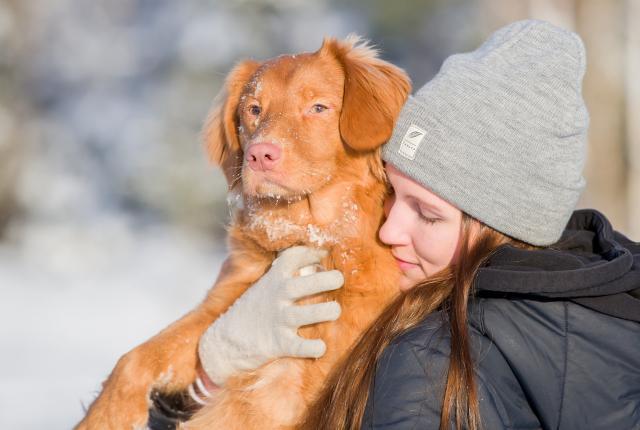 Novascotiannoutaja nuoren naisen sylissä talvella.