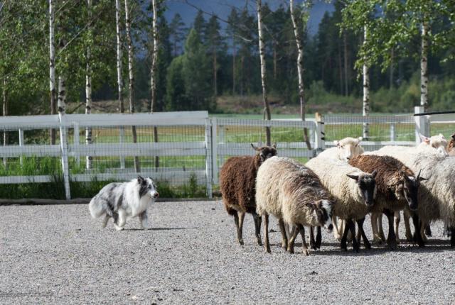 Shetlanninlammaskoira paimentaa lampaita