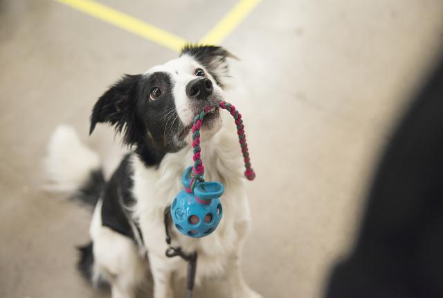 Bordercollie lelu suussa