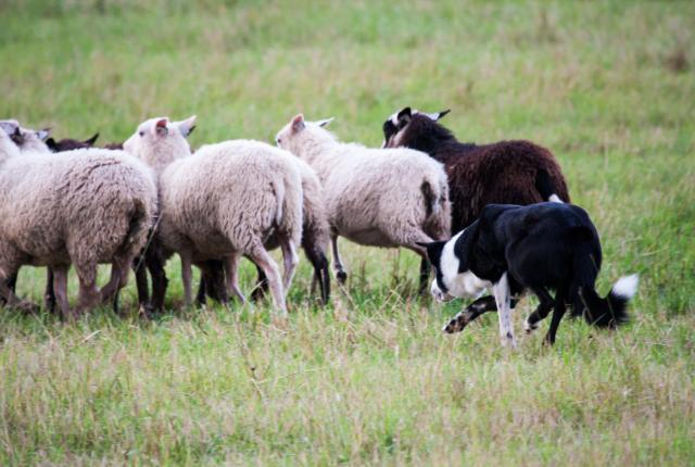 Bordercollie ja lampaat