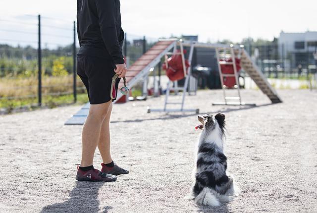 Agilitykentällä_840 x 560_Kerttu Penttilä