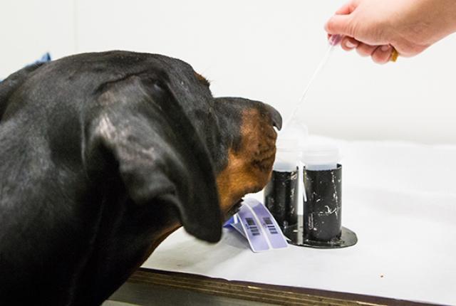 antidoping test on a dog