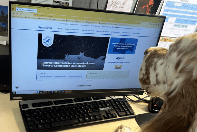 Koira katsoo tietokoneen ruutua