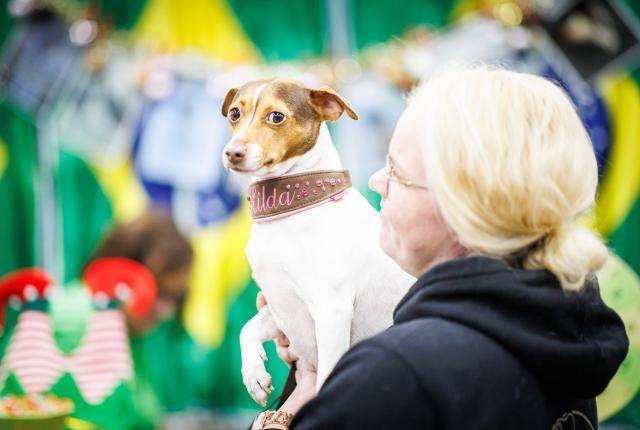 Brasilianterrieri Koiramessuilla 2025_1440 x 960_Jukka Pätynen