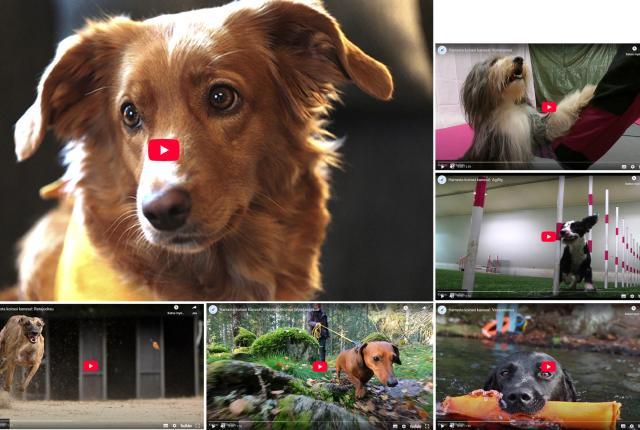 Kuvakollaasi koiravideoiden aloituskuvista