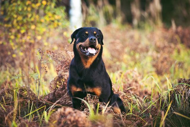 Vuoden 2020 sankarikoira rottweiler Hilma istuu luonnossa