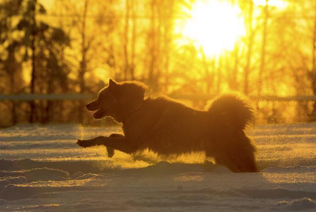 suomenpystykorva auringonpaisteessa