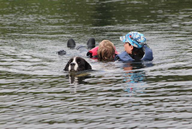 Vesipelastus landseer