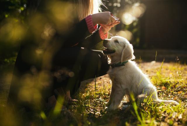 Labradorinnoutajanpentu omistajan kanssa