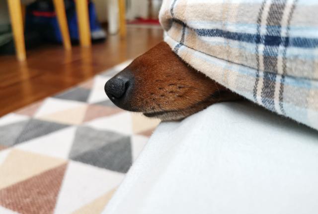 Koira piilossa