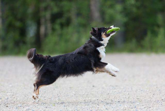 Koira nappaa kiinni frisbien