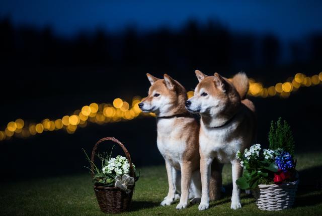 Kaksi shiba inua istuvat joulukukkien vieressä. Taustalla jouluvalot.