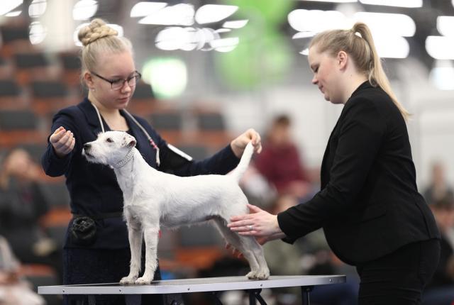 tuomari arvostelee koiraa junior handler -kehässä