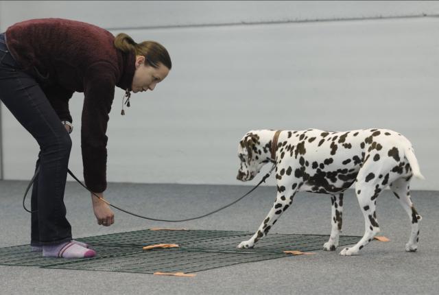 Dalmatiankoira käyttäytymisen jalostarkastuksessa, omistaja houkuttelee koiraa astumaan ritiläalustalle