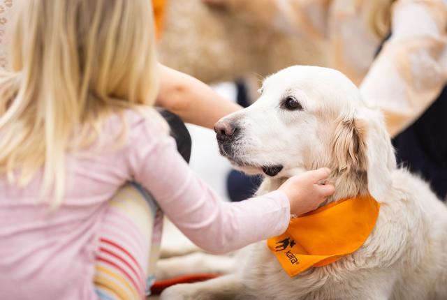 Kaverikoira Koiramessuilla 2024_1440 x 960_Jukka Pätynen