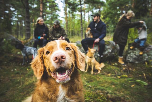 Novascotiannoutaja katsoo iloisena kameraan metsämaisemassa, taustalla näkyy ihmisiä ja koiria tauolla istumassa kivillä.