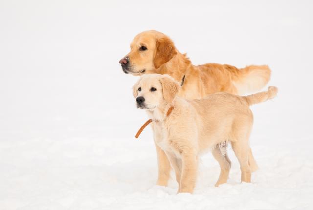 kaksi kultaistanoutajaa seisovat lumessa