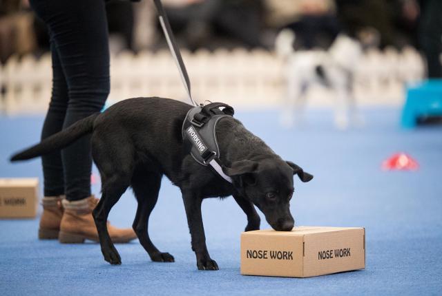 musta koira haistelee pahvilaatikoita noseworkin laatikkoetsinnässä koiramessuilla