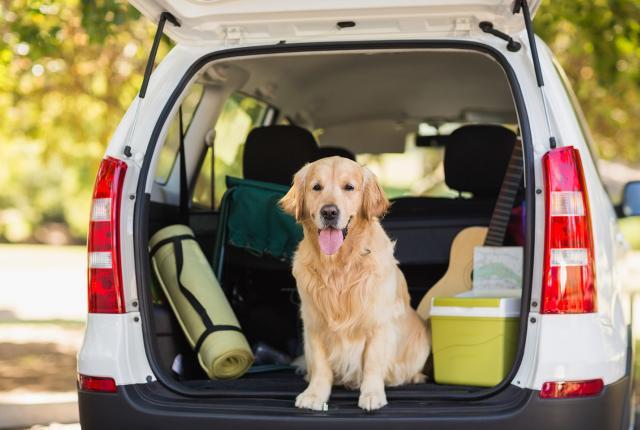 Koira matkustaa_iStock_1440 x 960