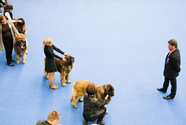 Koiria näyttelykehässä tuomarin arvioitavana