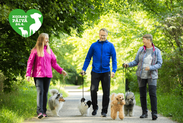 Koiranpäivän vinkit 2026_1440 x 960